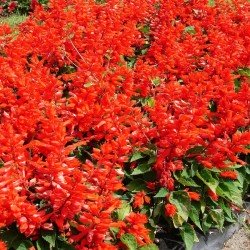 Salvia Saint Johns Fire flower