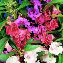 Verbena Ideal Florist Mix