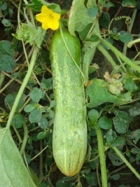 Cucumber Seeds at best price in Faizabad Uttar Pradesh from Shankar ...