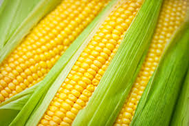 Maize