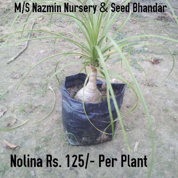 Nolina Plant