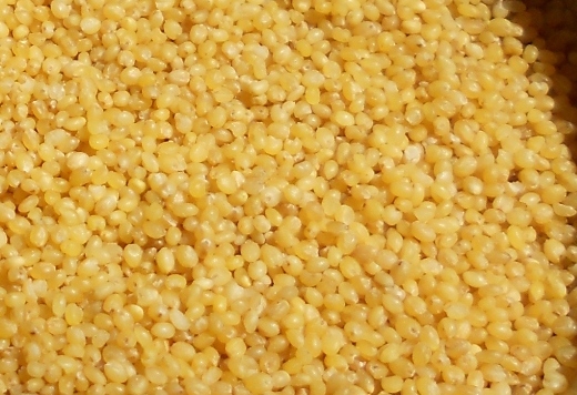 Foxtail millet