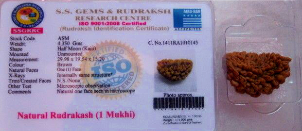 Certified 1 Mukhi Rudraksha