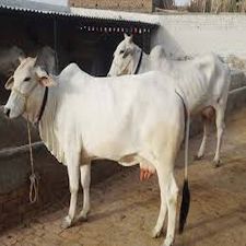 Deshi Cow breeding