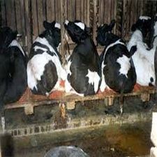 Deshi Cow Dairy Firm