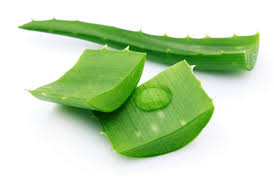 aloe vera powder