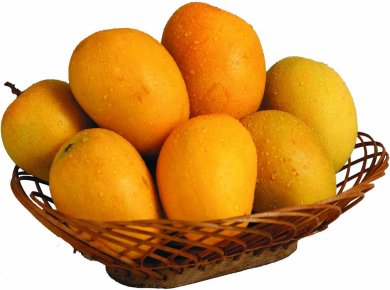 Common alphonso mango, for Food Processing, Juice Making, Style : Fresh