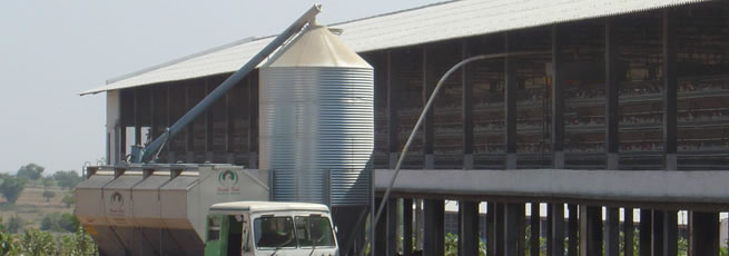 Poultry Feed Silo Feed Conveyor