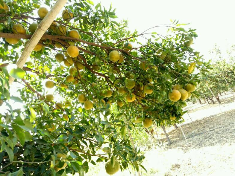 Plantonics Citrus Special