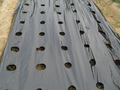  Mulch Film, for Agricultural, Length : 300, 400, 800, >