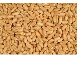 Uttam Brand Lokman Wheat Seeds
