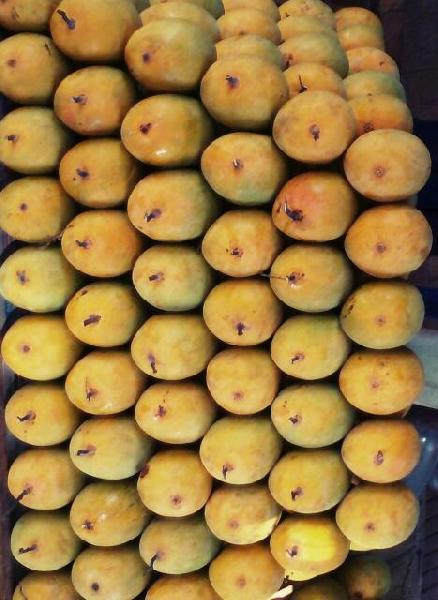 Fresh Alphas Mango