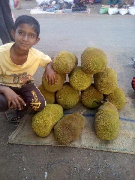 Fresh Jackfruit, for WHOLESALE, Packaging Size : 2Kg, 5kg, 15kg, 20kg