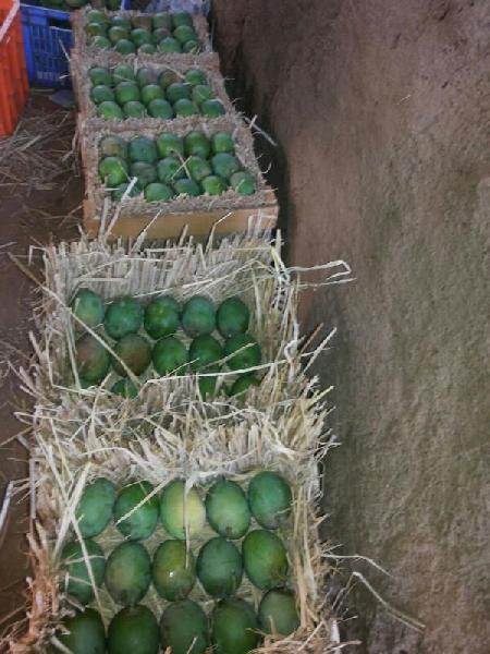 Organic Ratnagiri Alphonso Mango