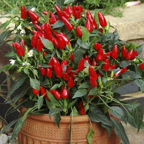 Chilli Plant