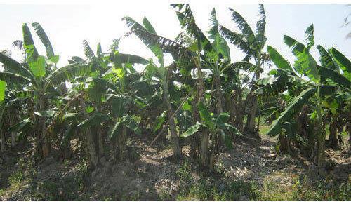 Nain Banana Plant