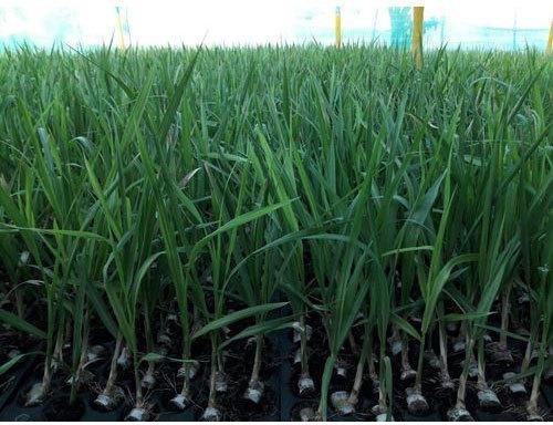 Officinarum Sugarcane Plant