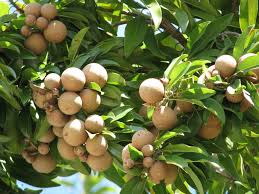 sapodilla plant