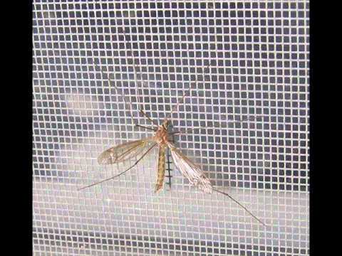 White Mosquito Net