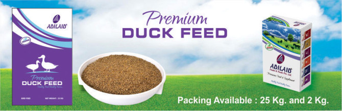 Duck feeds