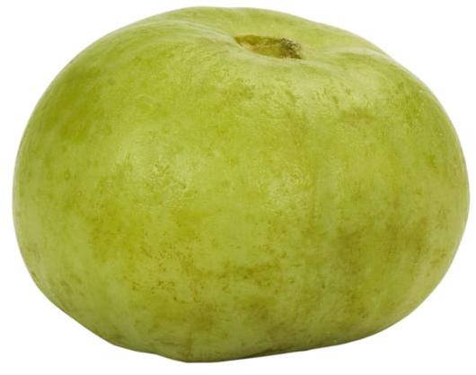 apple gourd