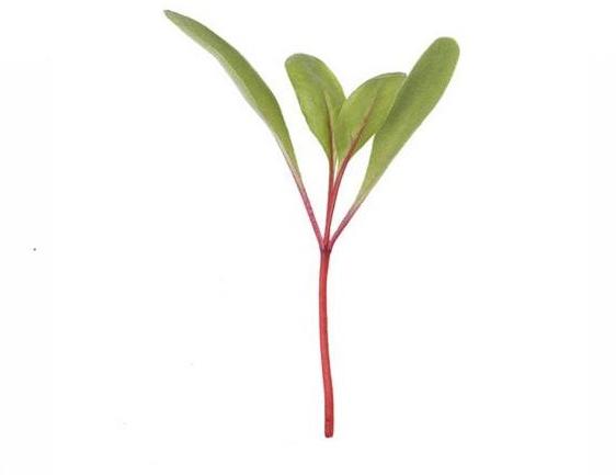 MICROGREEN BEET ROOT SEEDS