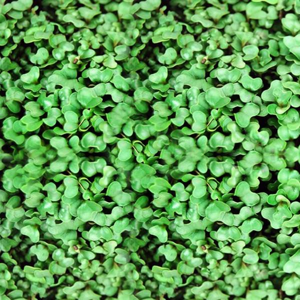 MICROGREEN CAULIFLOWER SEEDS