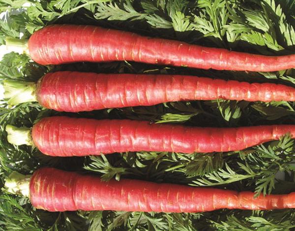 Red Carrot Seeds