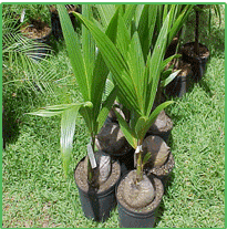 coconut seedlings