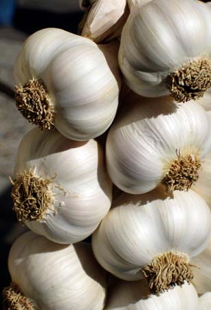 Organic Garlic, for Cooking, Fast Food, Snacks, Feature : Dairy Free, Gluten Free, Moisture Proof