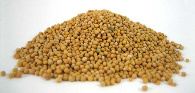 Mustard seeds, Form : Solid
