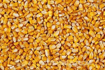 Dried Corn Kernels