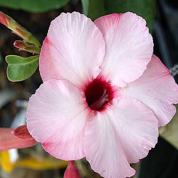 Adenium Baby Pink - Exotic Flora, Rajahmundry, Andhra Pradesh