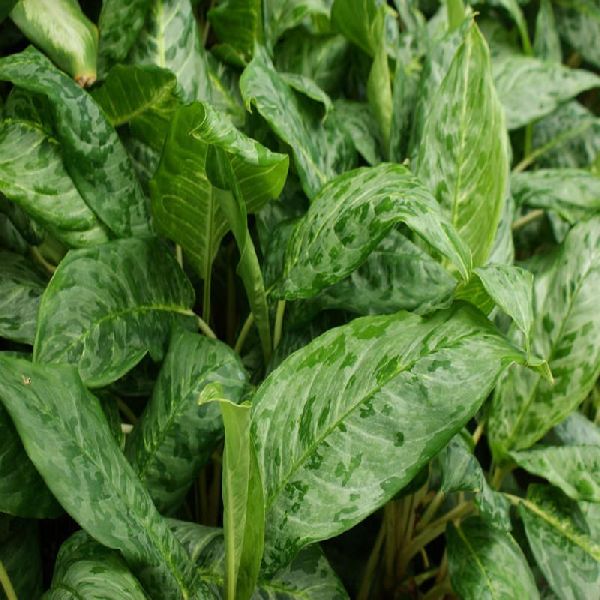 Aglaonema Ernesto Hybrid