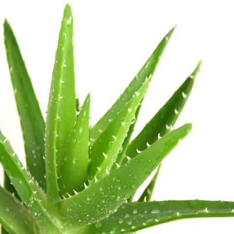 Aloe Vera - Cacti & Succulant