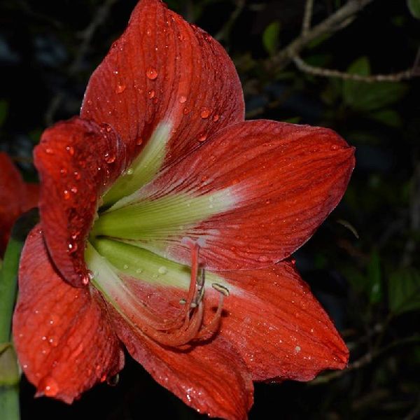 Amaryllis Lily, Red