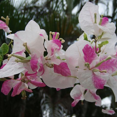 Bougainvillea Pink And White