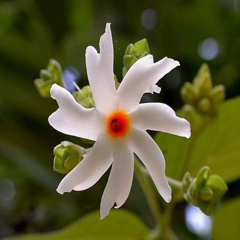 Coral Jasmine