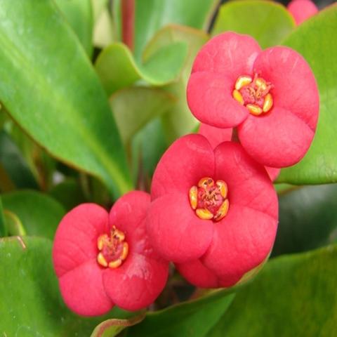 Crown Of Thorns New Hybrids Pink