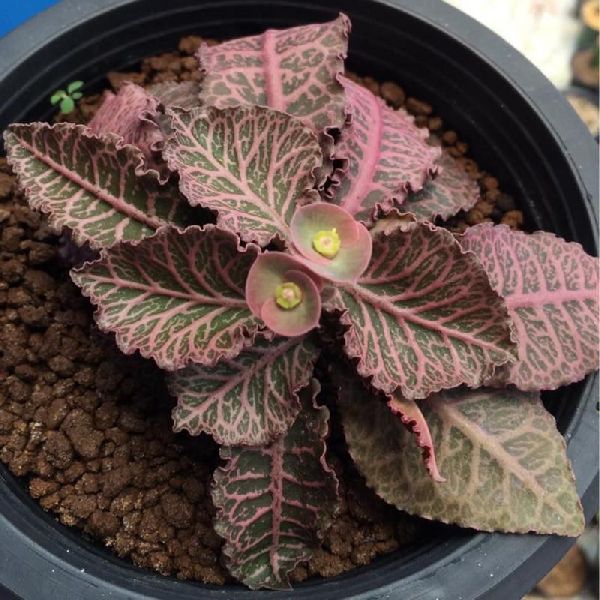 Euphorbia Francoisii Dark Red