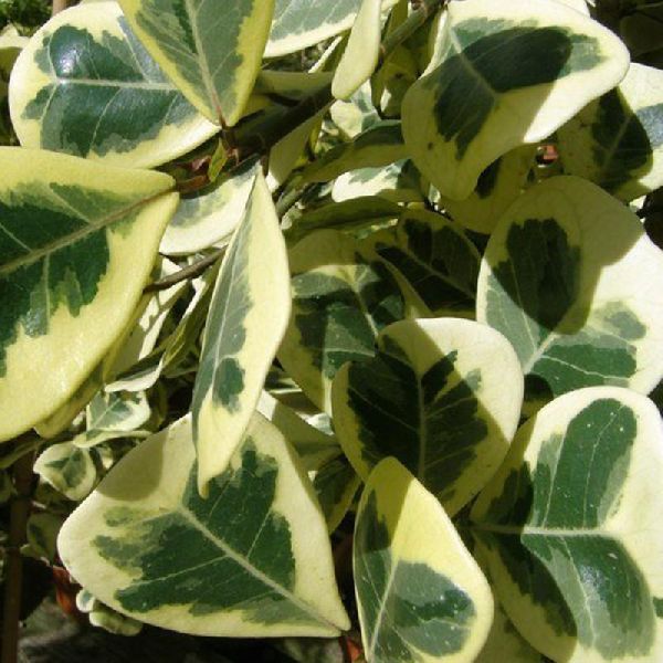 Ficus Triangularis variegata