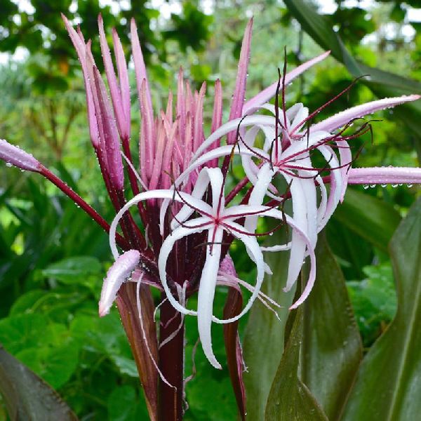 Gaint Spider Lily