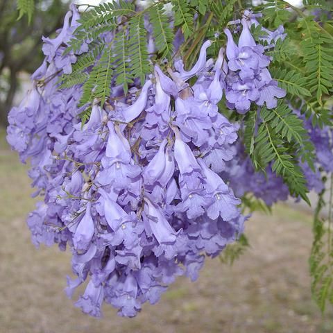 Jacaranda Tree