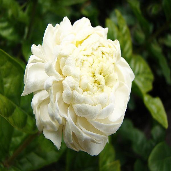 Fresh Jasmine Flowers, for Decorative, Garlands, Occasion : Birthday, Party, Weddings