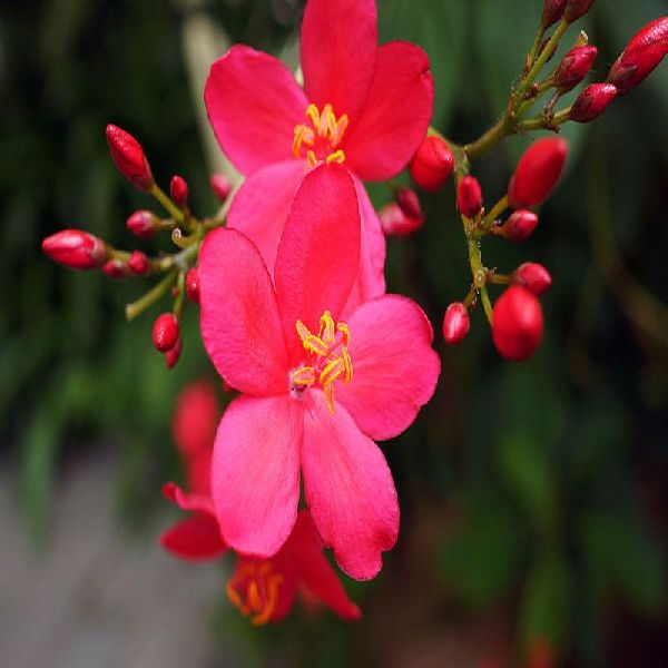 Jatropha pandurifolia red