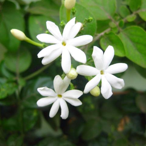 Juhi/Jasminum Auriculatum