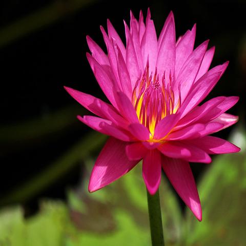 Kamal Water Lily Dark Pink