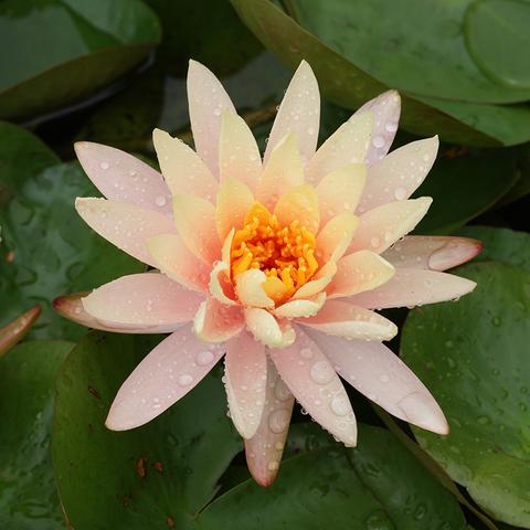 Kamal Water Lily Orange