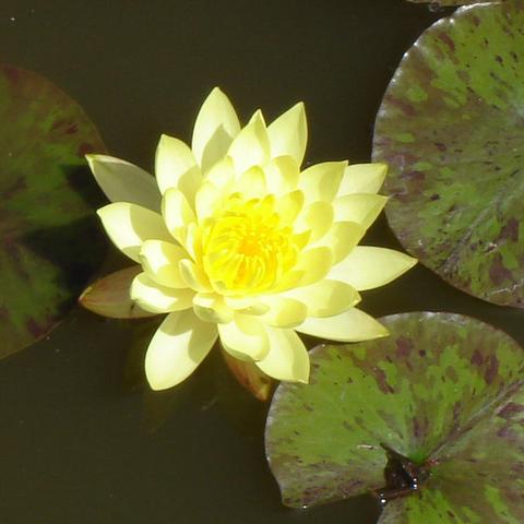 Kamal Water Lily Yellow