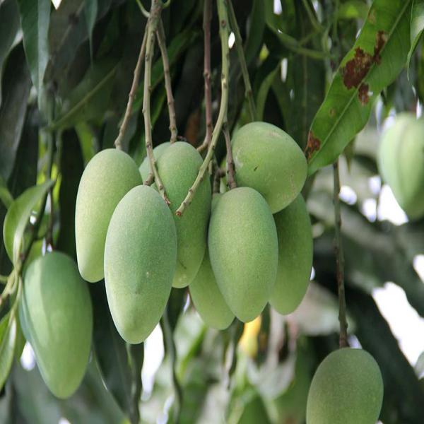 mango tree plants